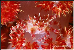 Soft Coral Crab.Nikon F100,60mm,f27,1/125,YS-120,RDP3. by Allen Lee 